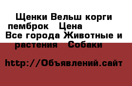 Щенки Вельш корги пемброк › Цена ­ 35 000 - Все города Животные и растения » Собаки   